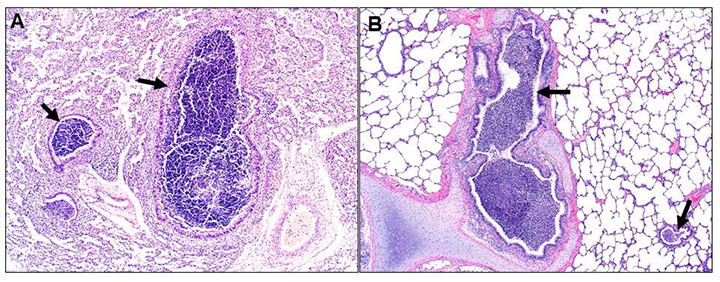 Fig2